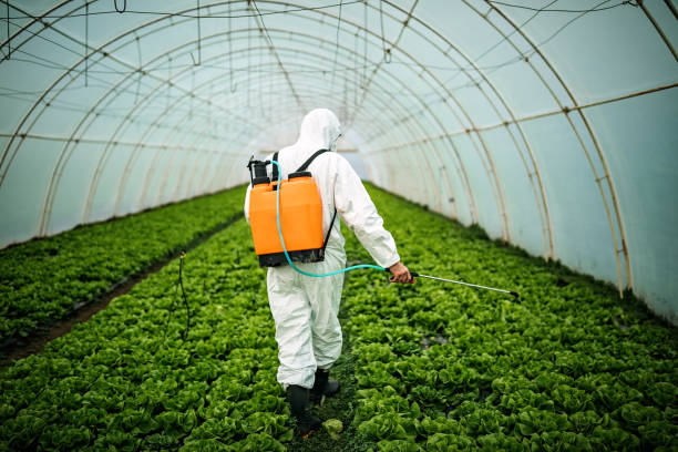 Best Pest Removal Services  in Katy, TX